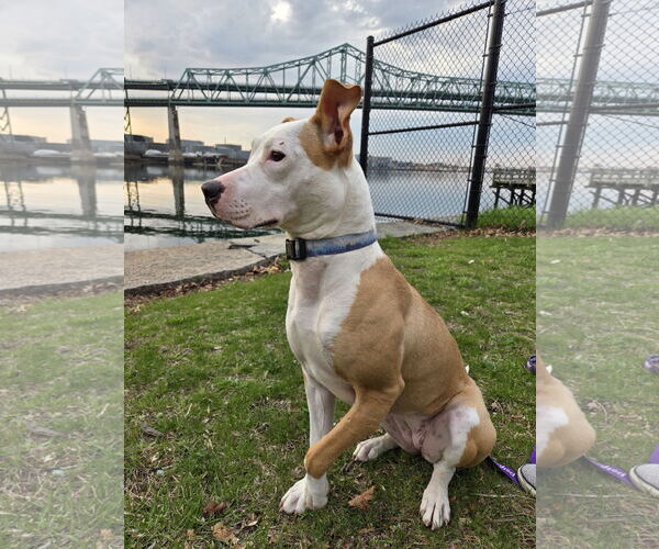 Medium Photo #6 American Pit Bull Terrier Puppy For Sale in Hillsboro, NH, USA