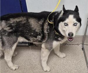 - Mix Dogs for adoption in Bakersfield, CA, USA
