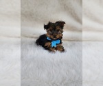 Image preview for Ad Listing. Nickname: Little Max