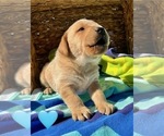 Small #8 Labrador Retriever