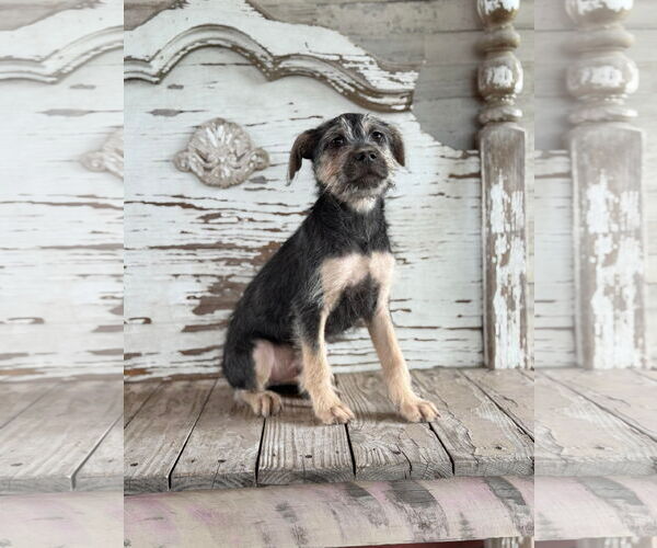 Medium Photo #3 Mutt Puppy For Sale in Rockaway, NJ, USA