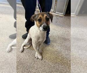 Mutt Dogs for adoption in Riverside, CA, USA