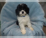 Puppy 1 Cavachon