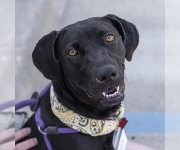 Medium Photo #7 German Shorthaired Lab Puppy For Sale in San Diego, CA, USA