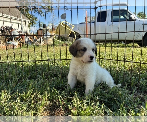 Medium Photo #2 Great Bernese Puppy For Sale in BALDWIN CITY, KS, USA