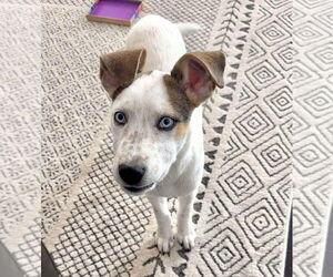 Siberian Husky-Unknown Mix Dogs for adoption in GILBERTS, IL, USA