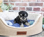 Small #7 Schnauzer (Miniature)