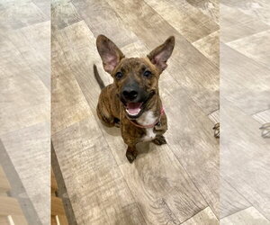 Nala - Female Dachshund-Unknown Mix Dog for Adoption - Photo #2
