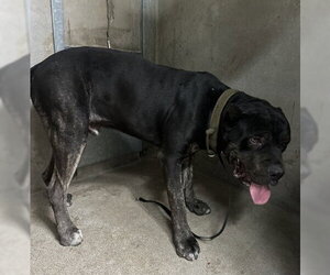 Mutt Dogs for adoption in San Bernardino, CA, USA