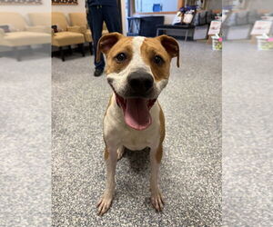 Mutt Dogs for adoption in Bemidji, MN, USA