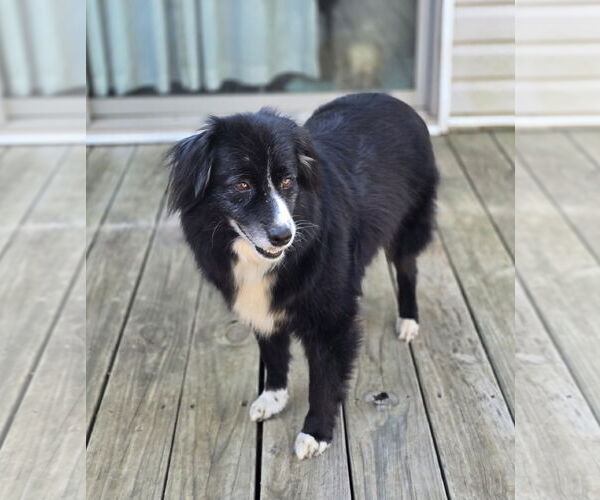 Medium Photo #1 Australian Shepherd Puppy For Sale in Social Circle, GA, USA