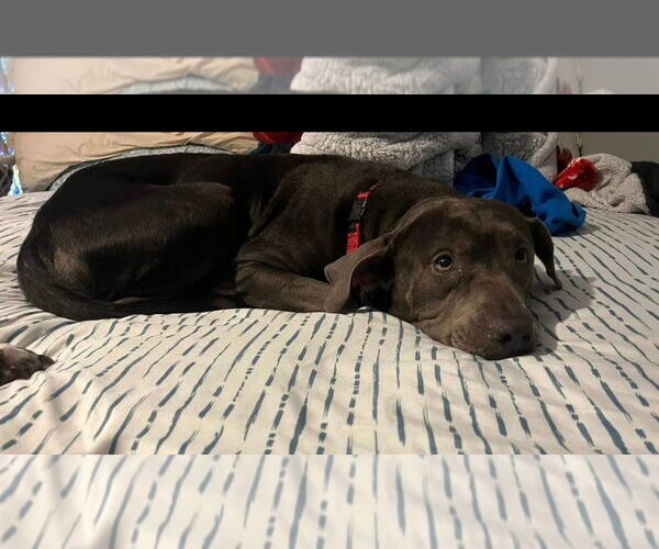 Medium Photo #11 American Pit Bull Terrier-Unknown Mix Puppy For Sale in Oakhurst, NJ, USA