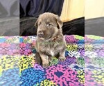 Spiced Orange - Male German Shepherd Dog Puppy for Sale - Photo #4