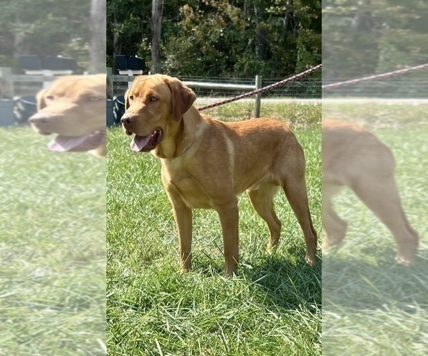 Medium Photo #1 Labrador Retriever Puppy For Sale in NEOLA, WV, USA