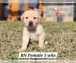 Puppy BN female Labrador Retriever