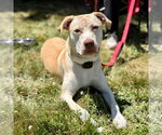 Small #16 Retriever  Mix