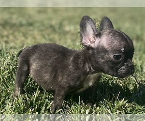 French Bulldog Puppy for Sale in HESPERIA, California USA