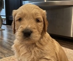Small Photo #14 Goldendoodle Puppy For Sale in BIRCHWOOD, TN, USA