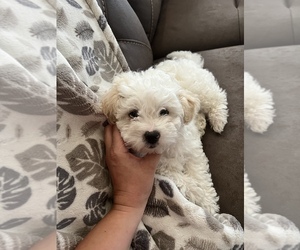Poodle (Toy)-Shih-Poo Mix Puppy for sale in WALNUT GROVE, CA, USA