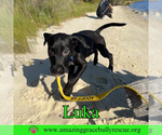 Small #9 Bulldog-Labrador Retriever Mix