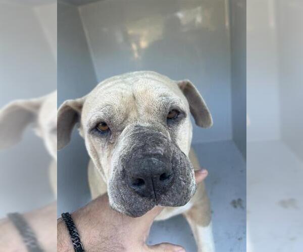 Medium Photo #1 Mutt Puppy For Sale in Houston, TX, USA