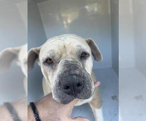 Mutt Dogs for adoption in Houston, TX, USA