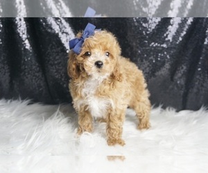 Medium Maltipoo