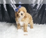 Puppy 7 Maltipoo
