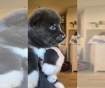 Small #4 Siberian Husky