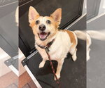 Small #5 Jack Russell Terrier Mix