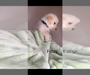 Medium Labradoodle