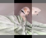 Puppy 9 Labradoodle