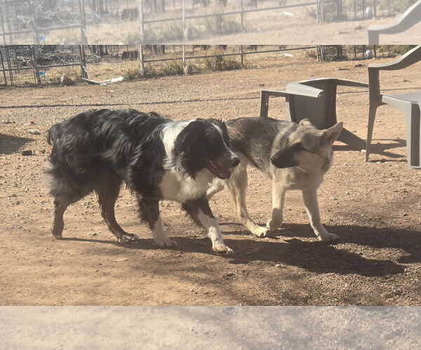 Medium Photo #4 Australian Shepherd Puppy For Sale in Peralta, NM, USA