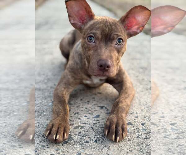 Medium Photo #2 American Staffordshire Terrier-Unknown Mix Puppy For Sale in Holly Springs, NC, USA