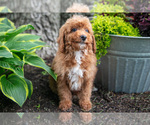 Puppy Kodi Poodle (Miniature)