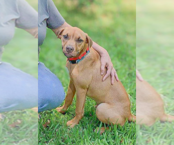 Medium Photo #1 Mutt Puppy For Sale in Cranston, RI, USA