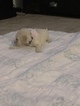 Small Photo #27 Goldendoodle Puppy For Sale in VACAVILLE, CA, USA