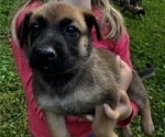 Puppy 4 Malinois