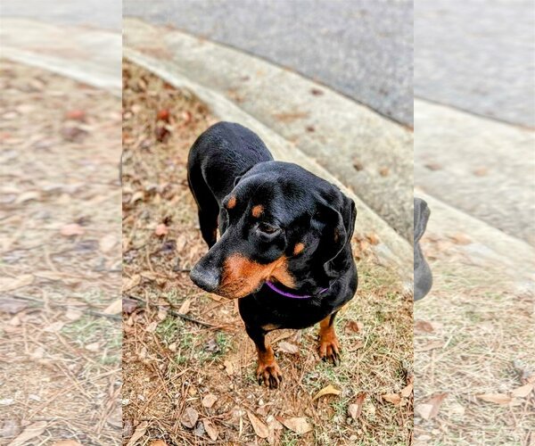 Medium Photo #3 Black and Tan Coonhound-Unknown Mix Puppy For Sale in columbia, SC, USA