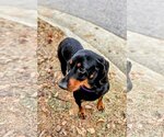 Small #2 Black and Tan Coonhound Mix