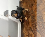 Image preview for Ad Listing. Nickname: Purple collar