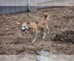 Small #7 Mutt