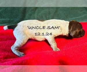German Shorthaired Pointer Puppy for sale in WOODLAND PARK, CO, USA