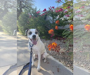 Beagle-Unknown Mix Dogs for adoption in Chandler, AZ, USA