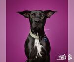Small #8 Labrador Retriever Mix