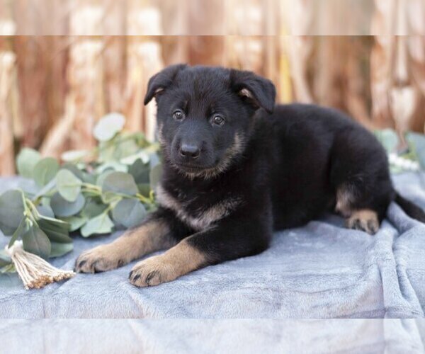 Medium Photo #3 German Shepherd Dog Puppy For Sale in FREDERICKSBURG, OH, USA