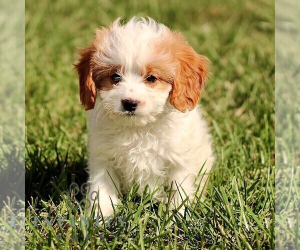 Medium Photo #5 Cavapoo Puppy For Sale in BIRD IN HAND, PA, USA