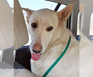 - Mix Dog for Adoption in Phoenix, Arizona USA