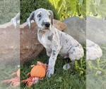 Small #2 Great Dane