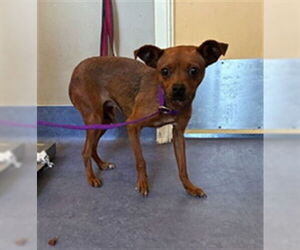 Chihuahua-Unknown Mix Dogs for adoption in Santa Maria, CA, USA
